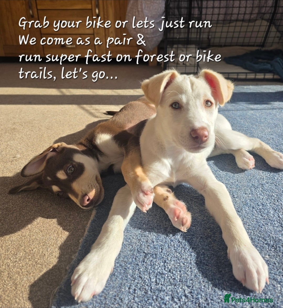 Mixed Breed dogs EUROHOUND / SIBERIAN HUSKY HYBRID PUPPIES  - Advert 6