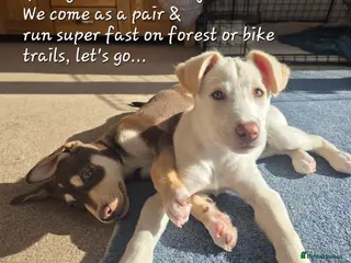 Mixed Breed dogs EUROHOUND / SIBERIAN HUSKY HYBRID PUPPIES - Advert 3