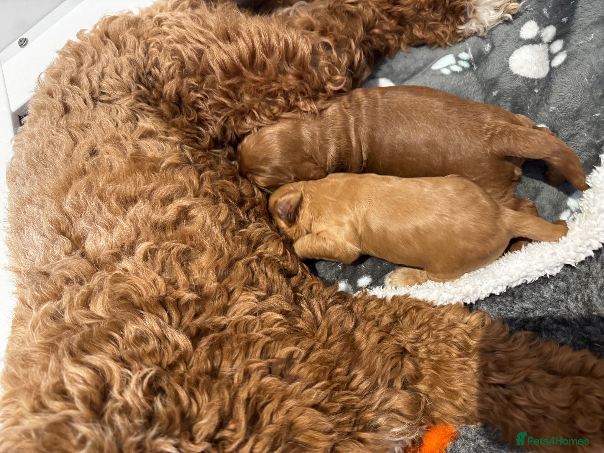 Mixed Breed dogs Two Beautiful Double Doodle Puppies – Boy & Girl - Advert 2