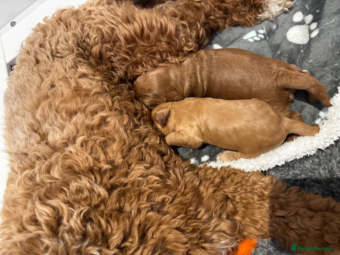 Mixed Breed dogs for sale: Two Beautiful Double Doodle Puppies – Boy & Girl - Advert 2