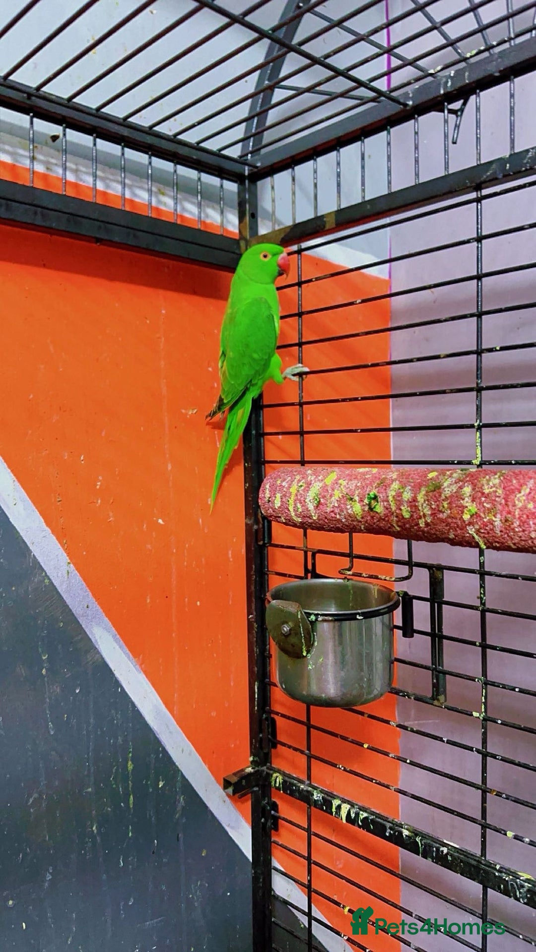 Ringnecks birds for sale: 2 Ringneck parrots - Image 2