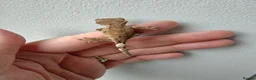 Gecko reptiles for sale: Unsexed baby crested geckos - Advert 11
