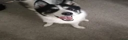 Samoyed dogs for sale: Samoyed female - Advert 1
