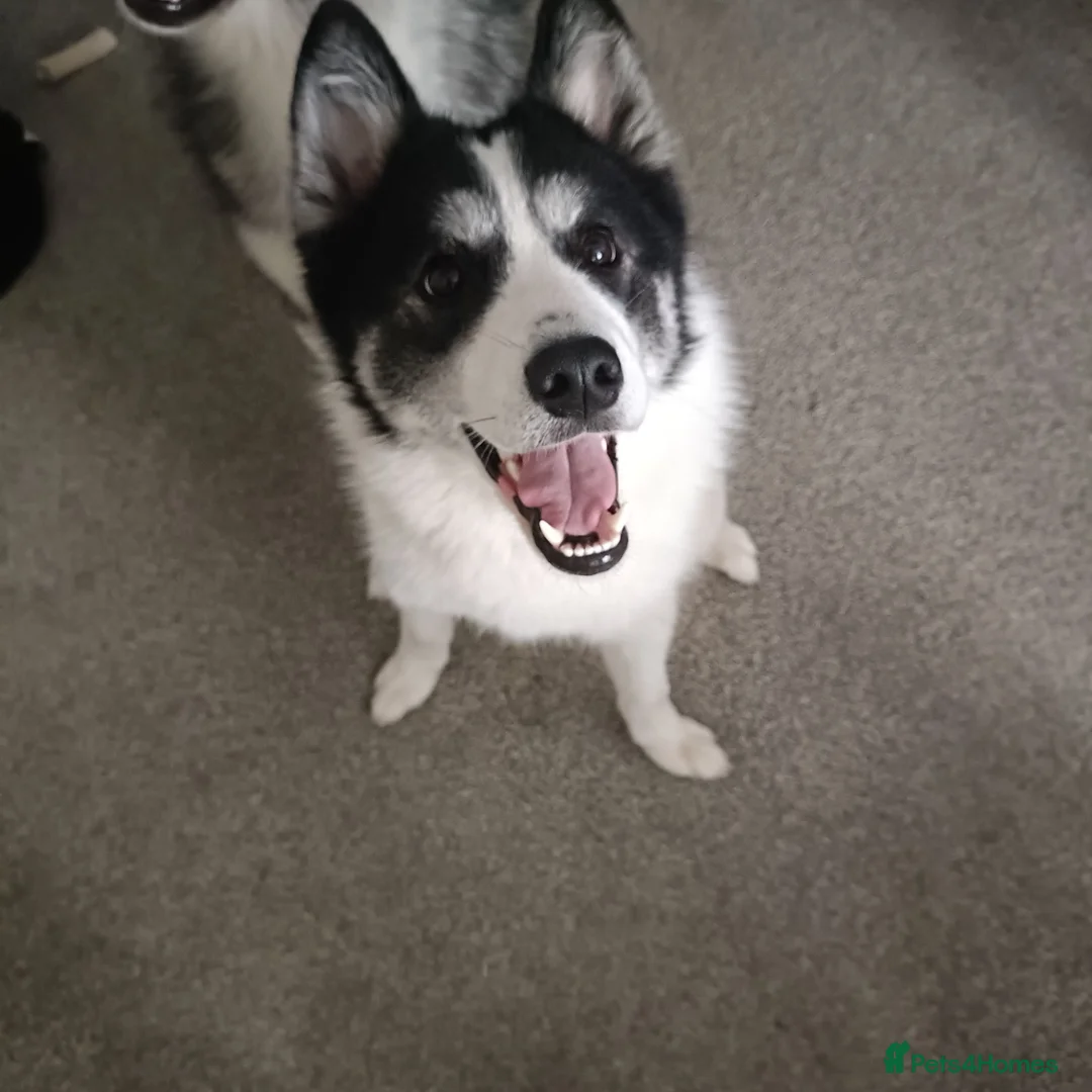 Samoyed dogs for sale: Samoyed female - Advert 1