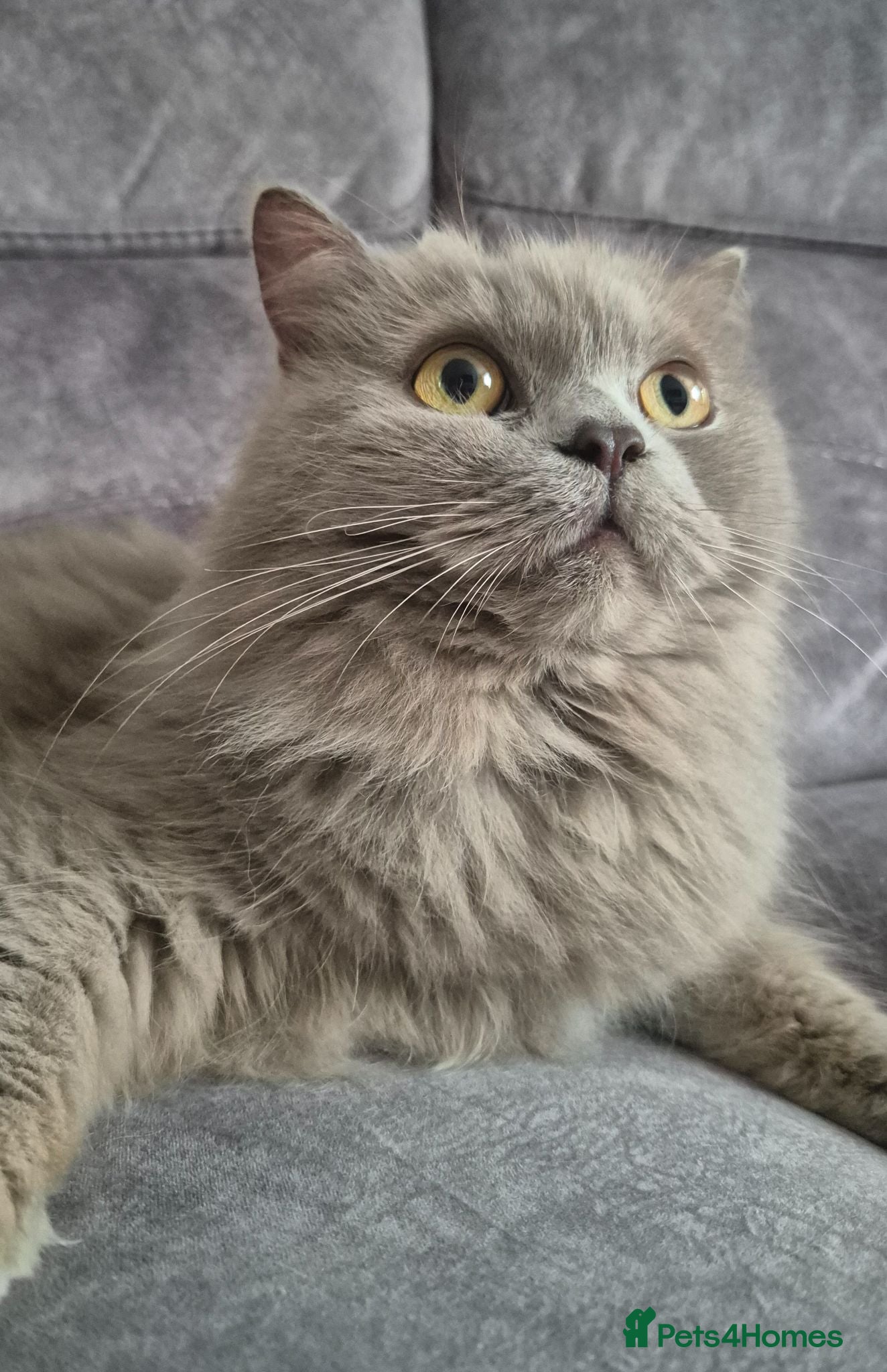 British Longhair cats Beautifiul Retired Lilac 'Queenie' - Advert 5