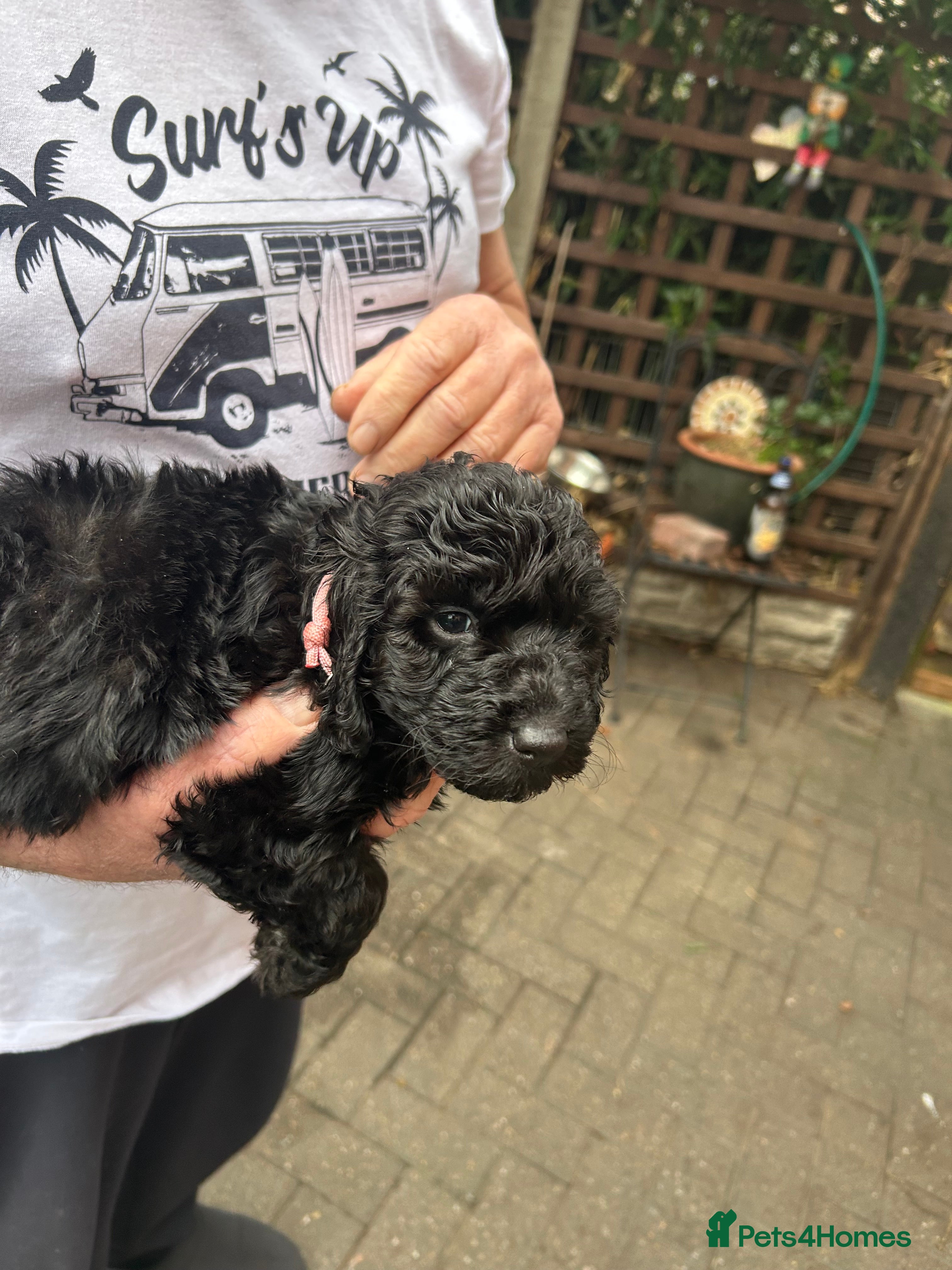 Cockapoo dogs F1B cockapoo puppies  - Advert 13