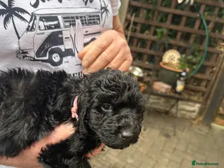 Cockapoo dogs F1B cockapoo puppies - Advert 7