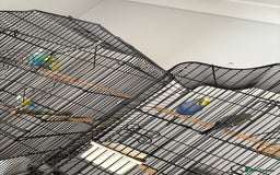 Budgerigars birds for sale: 2 pairs of Budgies  - Image 1