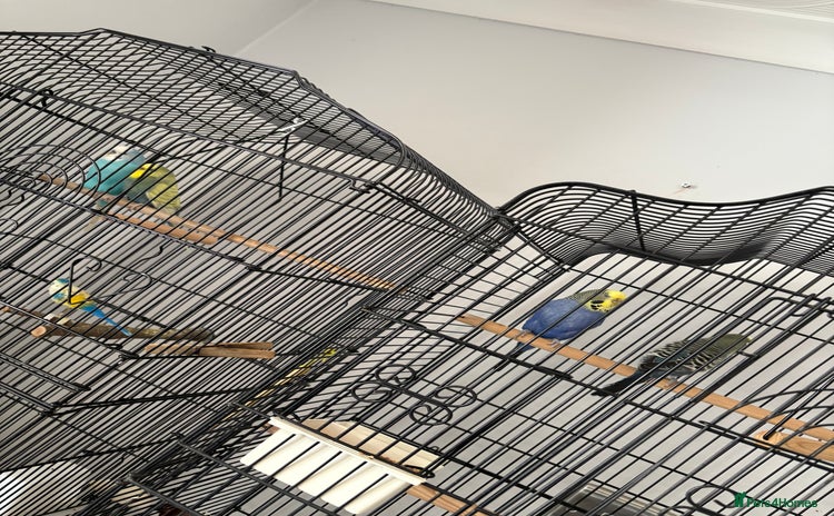Budgerigars birds - Advert 1