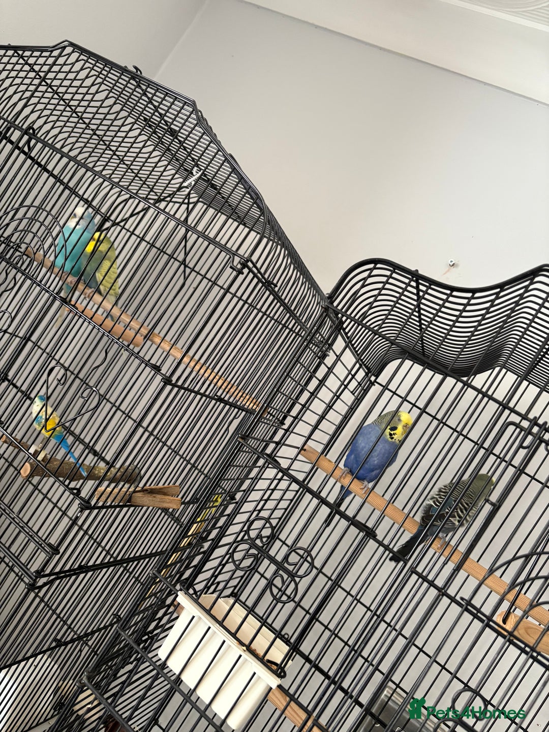 Budgerigars birds for sale: 2 pairs of Budgies  - Image 1