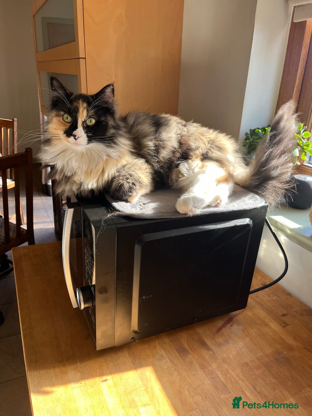 Maine Coon cats for sale: Molly - Image 5