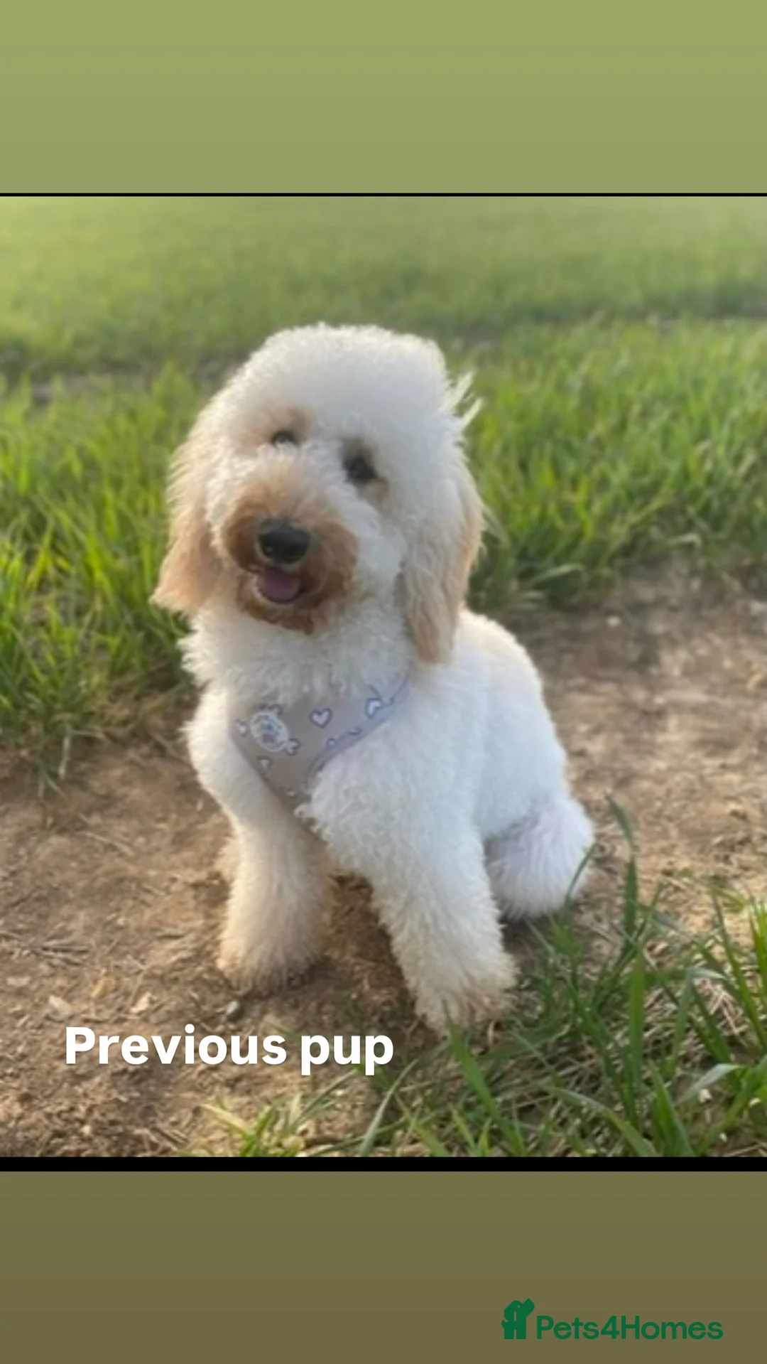 Labradoodle dogs for sale: Health tested labradoodles 🥰 - Advert 8