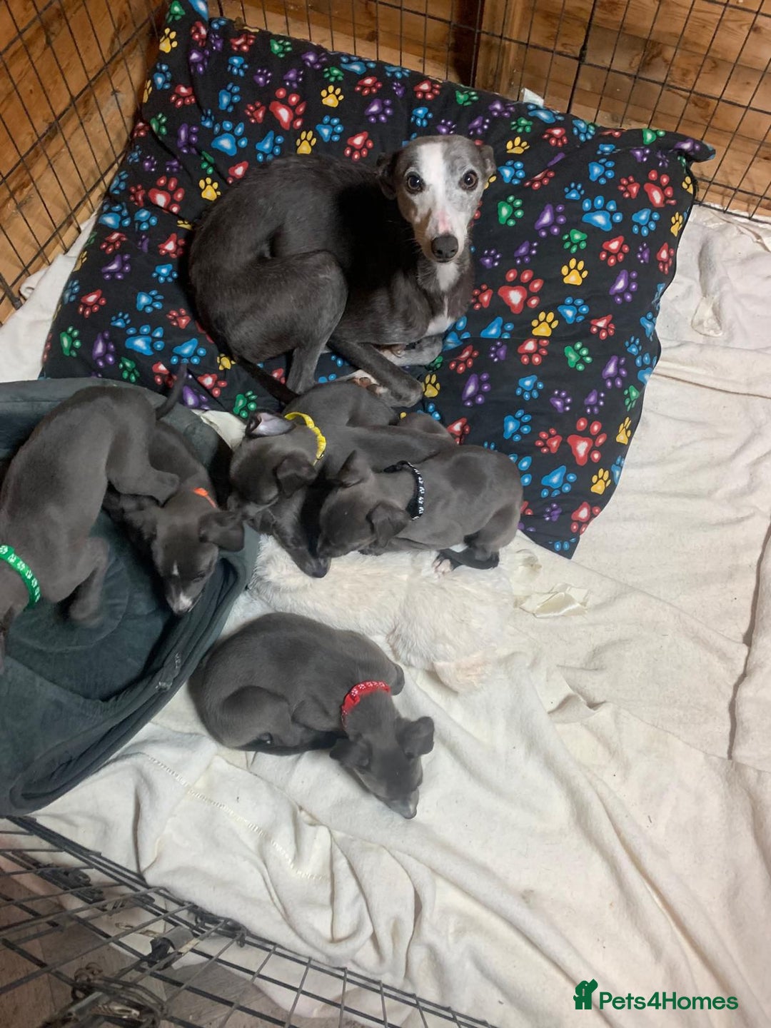 Whippet dogs for sale: Whippet puppies  - Image 10