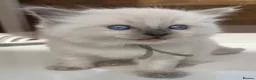 Ragdoll cats for sale: Champion Line Purebred Blue Point Mitted Ragdolls - Advert 13