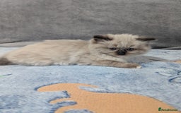 Ragdoll cats for sale: Fluffy Ragdolls - Image 10