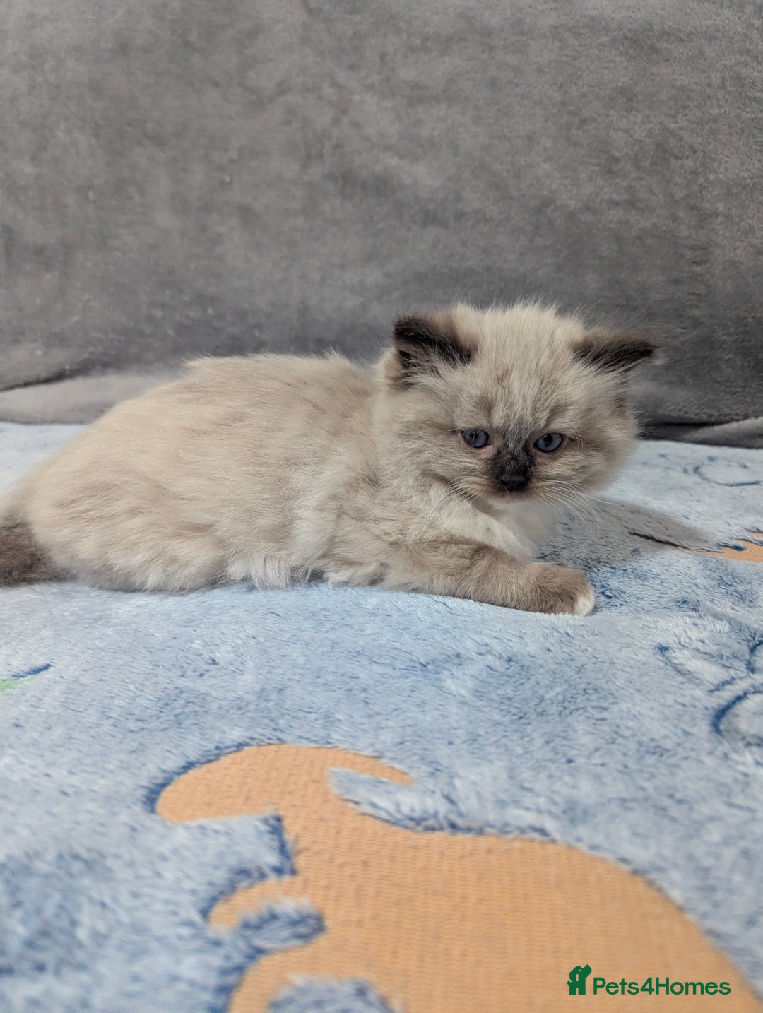 Ragdoll cats for sale: Fluffy Ragdolls - Image 10