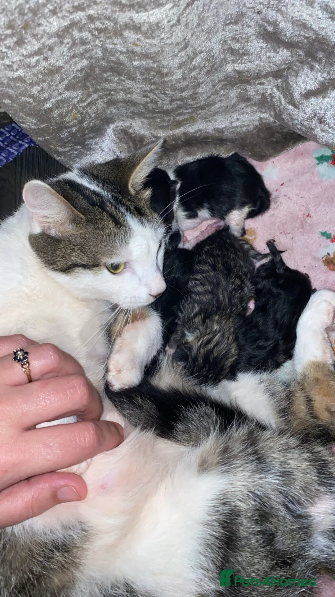 Mixed Breed cats for sale: Fluffy baby kitten  in Bradford - Advert 2