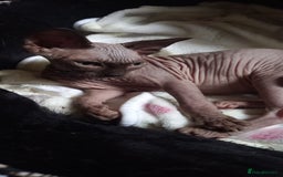 Sphynx cats for sale: 5 Adorable Sphynx Kittens for sale! - Image 19
