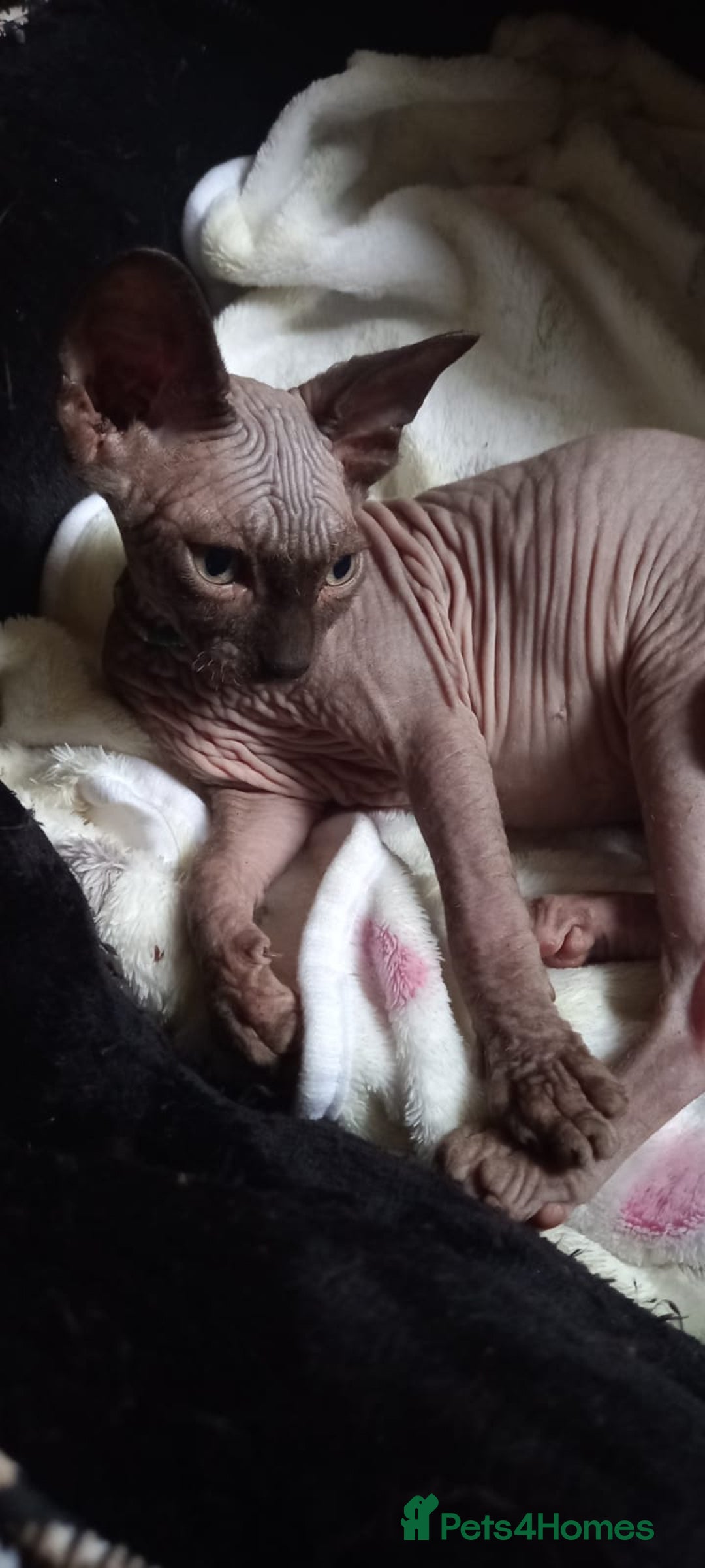 Sphynx cats for sale: 5 Adorable Sphynx Kittens for sale! - Image 19
