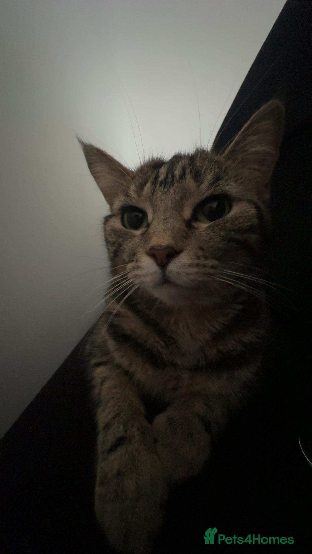 Mixed Breed cats for sale: FREE beautiful tabby urgently needs rehoming - Advert 10