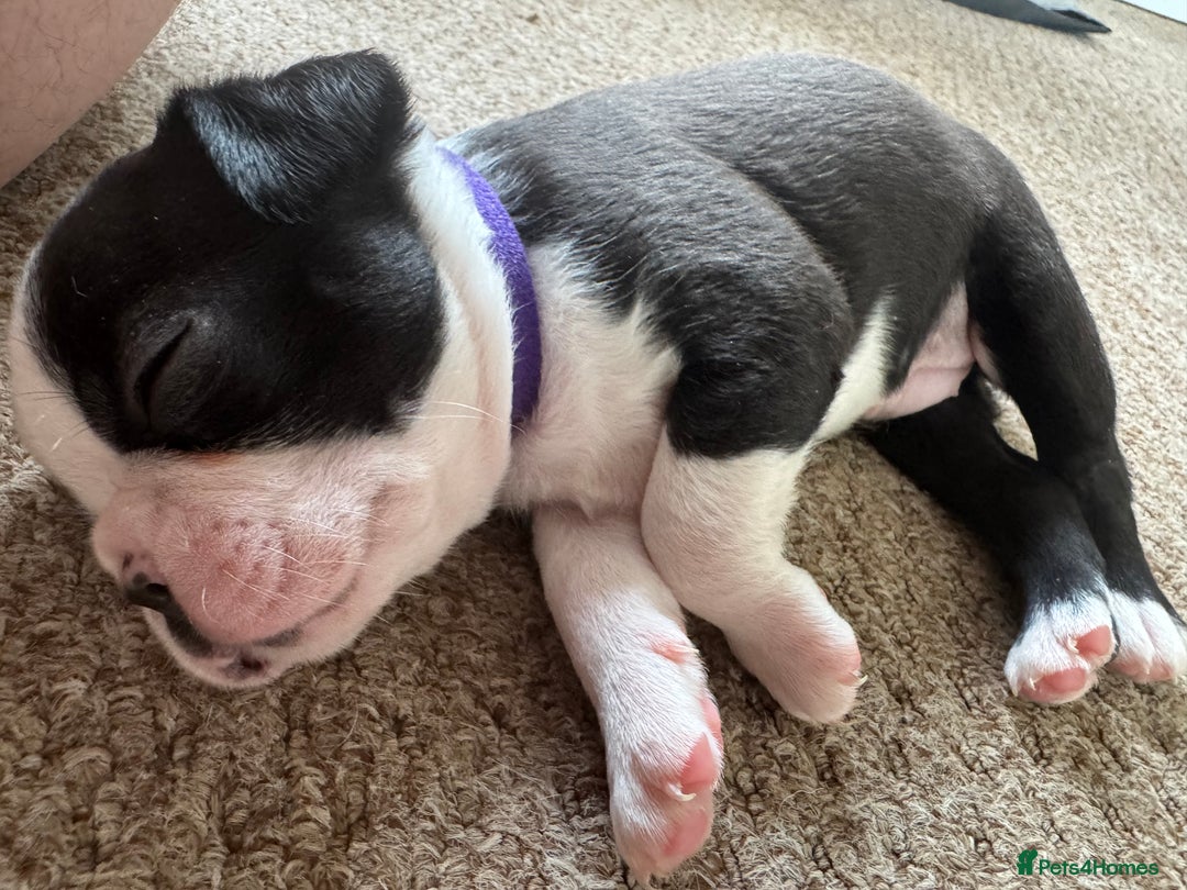 Boston Terrier dogs for sale: Beautiful Boston Terrier Puppies for Loving Homes - Image 5