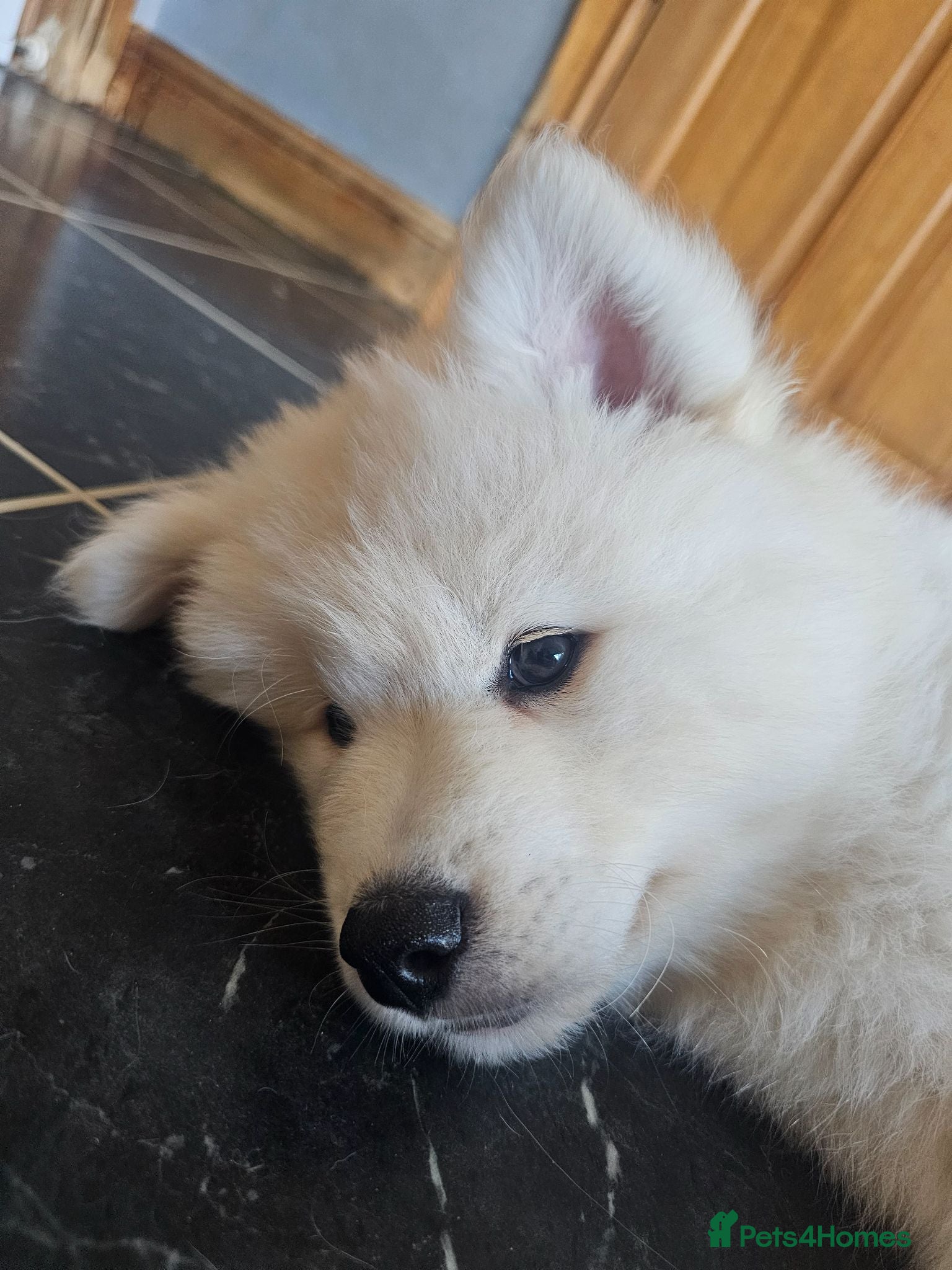 Samoyed dogs 🩷💙Samoyed puppies, 1 girl left 🩷💙 - Advert 2