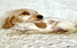 Cocker Spaniel dogs for sale: Golden Roan Full Health Tests Showline KC Reg Pups - Image 15