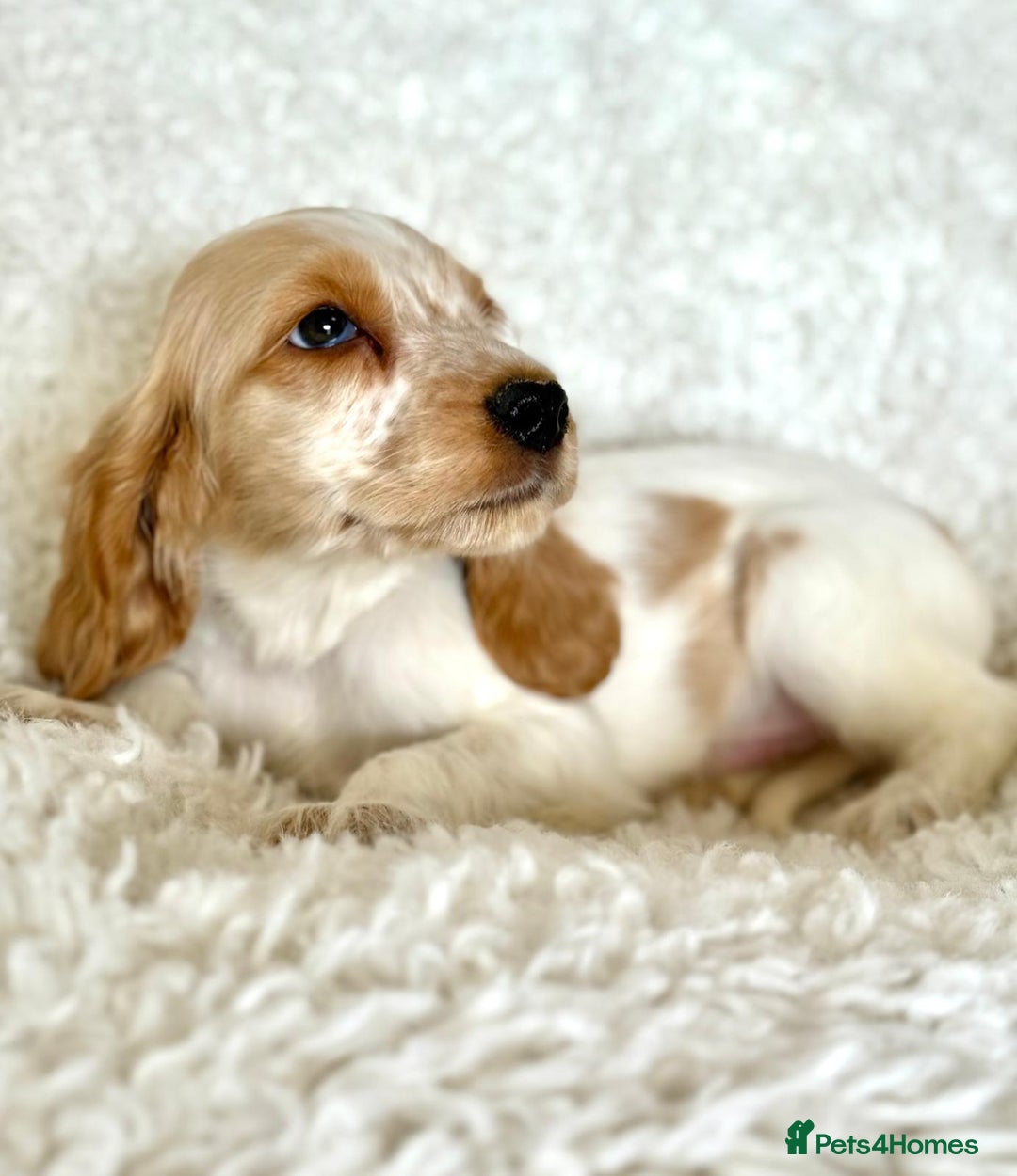 Cocker Spaniel dogs for sale: Golden Roan Full Health Tests Showline KC Reg Pups - Image 15
