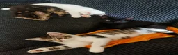 Mixed Breed cats for sale: 5 Beautiful Kittens need loving home - Advert 10