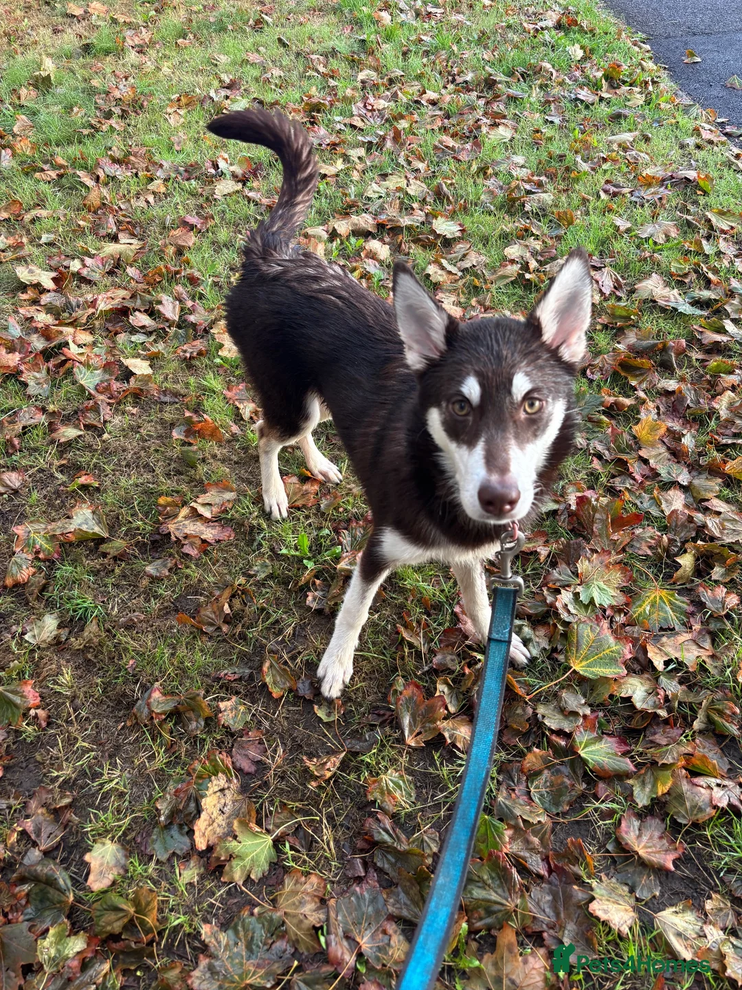 Mixed Breed dogs for sale: Husky puppy needs a new home - Advert 5