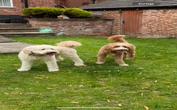 Goldendoodle dogs for sale: 🐶🐾🐶AUSTRALIAN DOUBLE DOODLE PUPPIES🐶🐾🐶 - Image 2