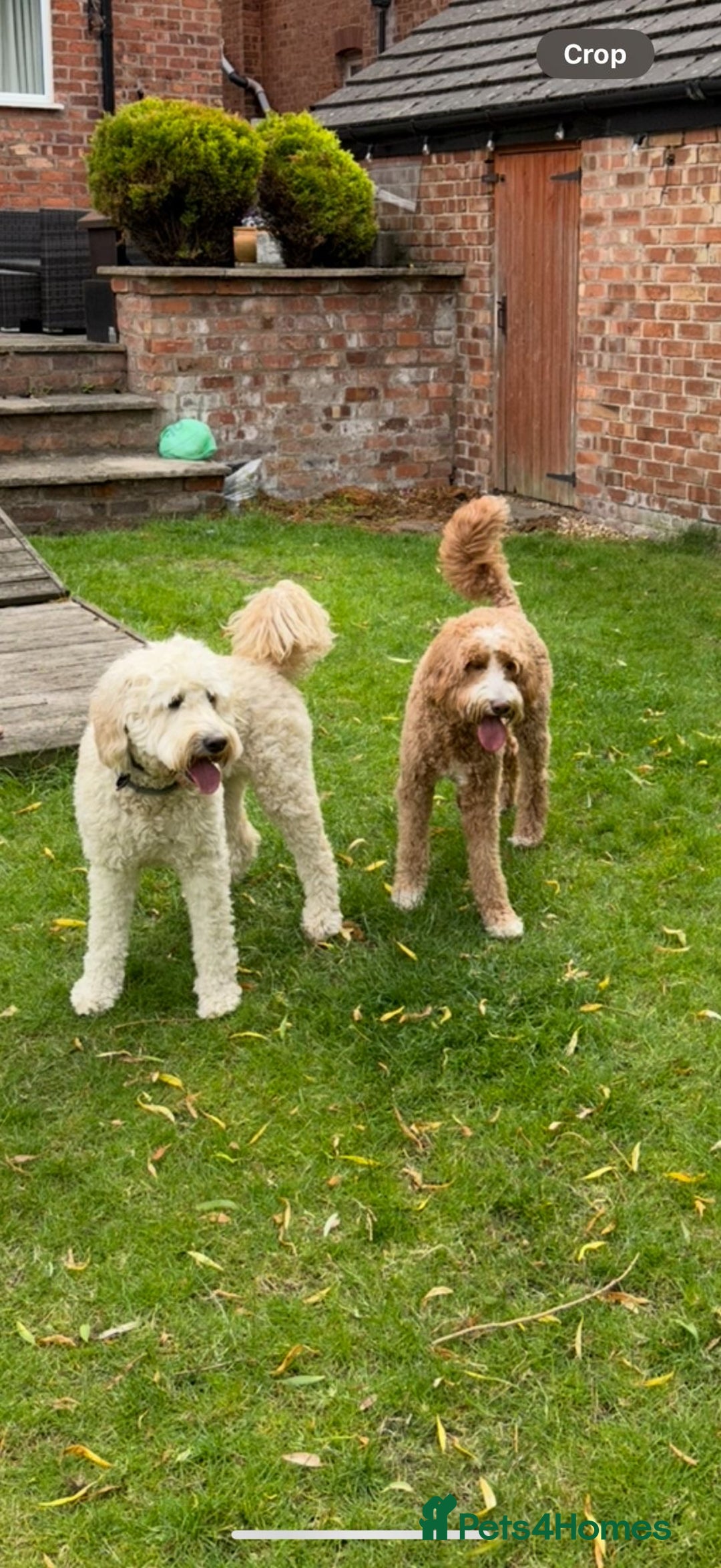 Goldendoodle dogs for sale: 🐶🐾🐶AUSTRALIAN DOUBLE DOODLE PUPPIES🐶🐾🐶 - Image 2