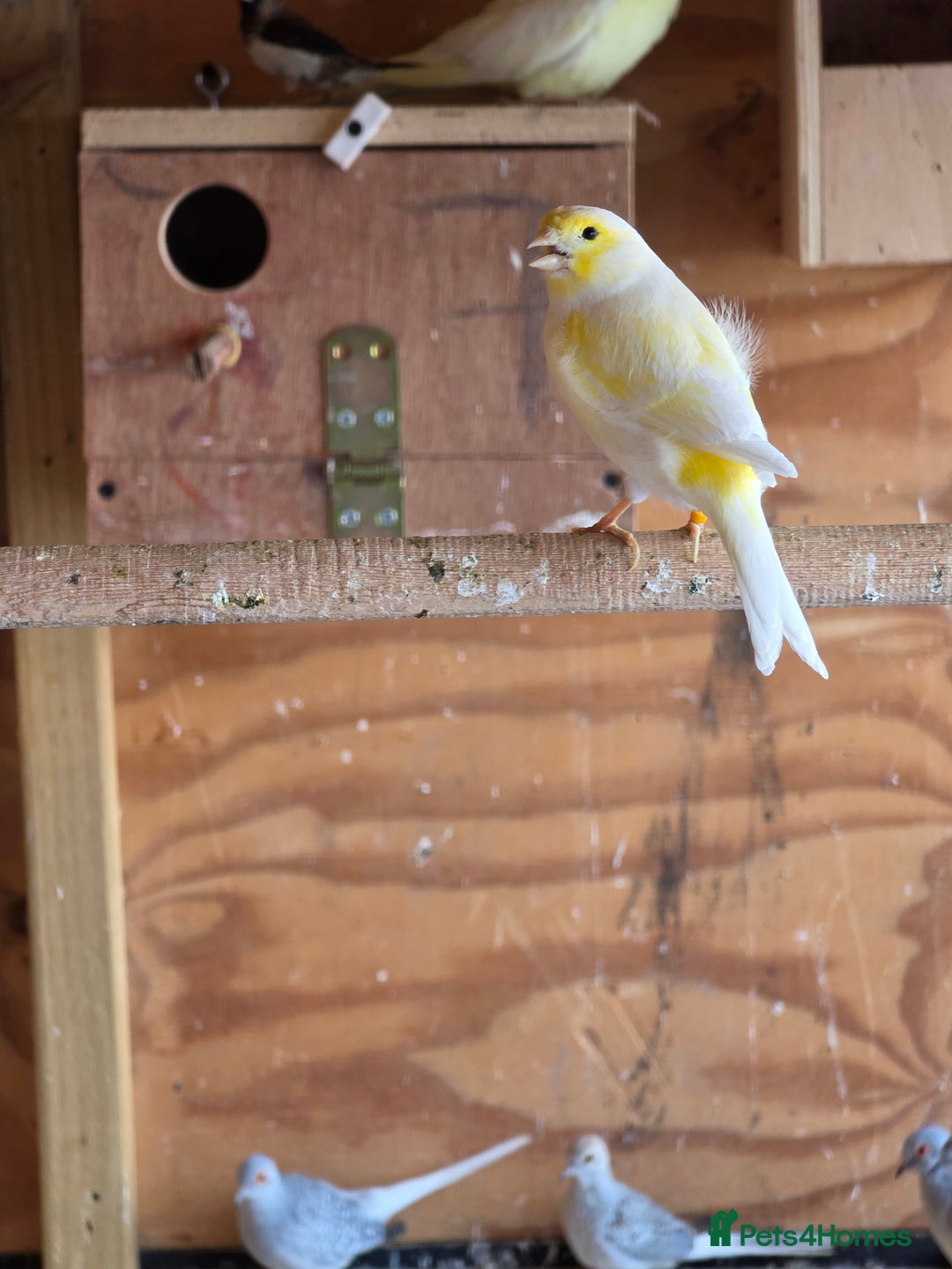 Canaries birds for sale: Canary - Advert 3