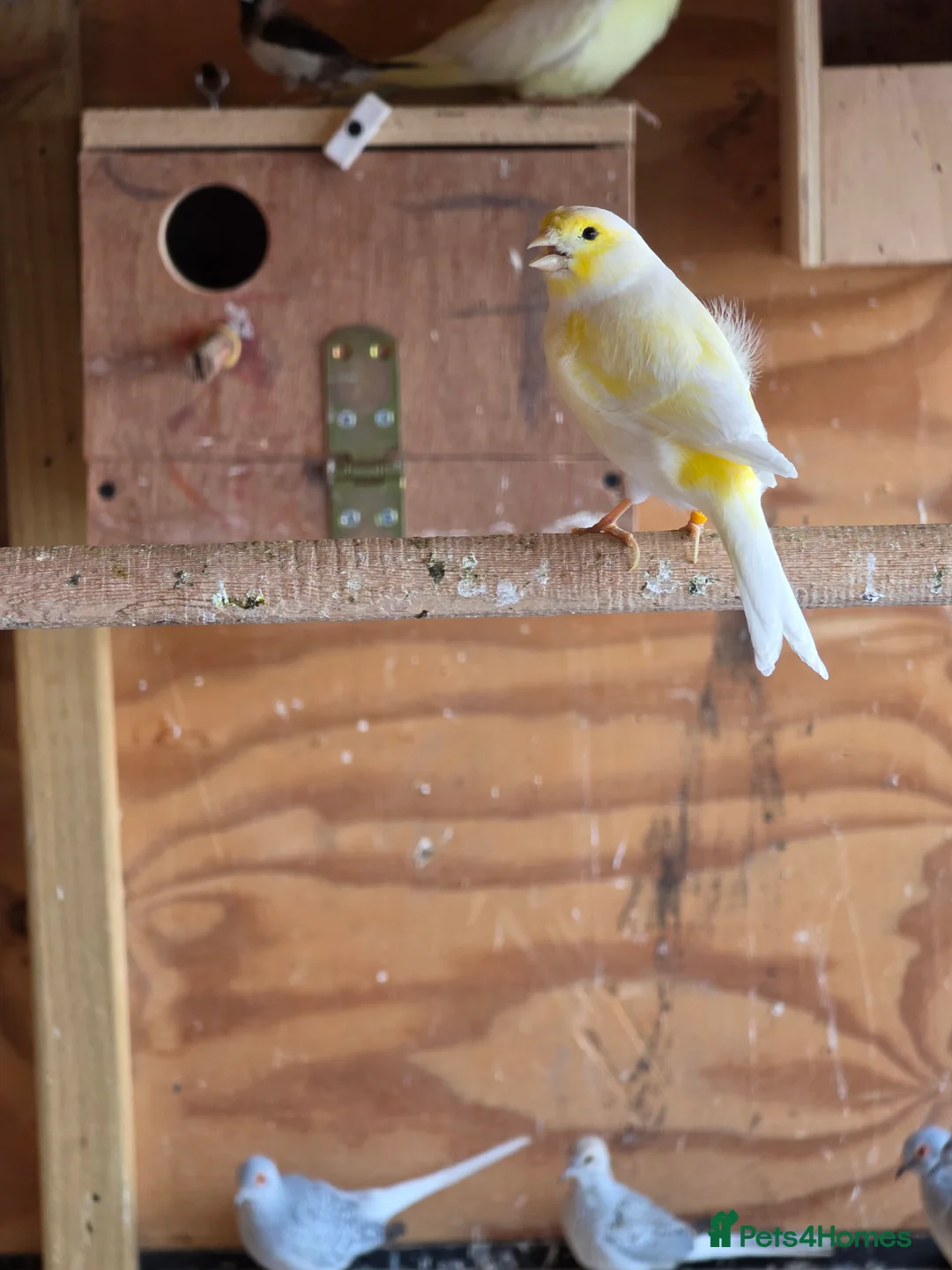 Canaries birds for sale: Canary - Advert 3