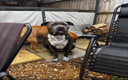 Mixed Breed dogs for sale: prince  - Image 5