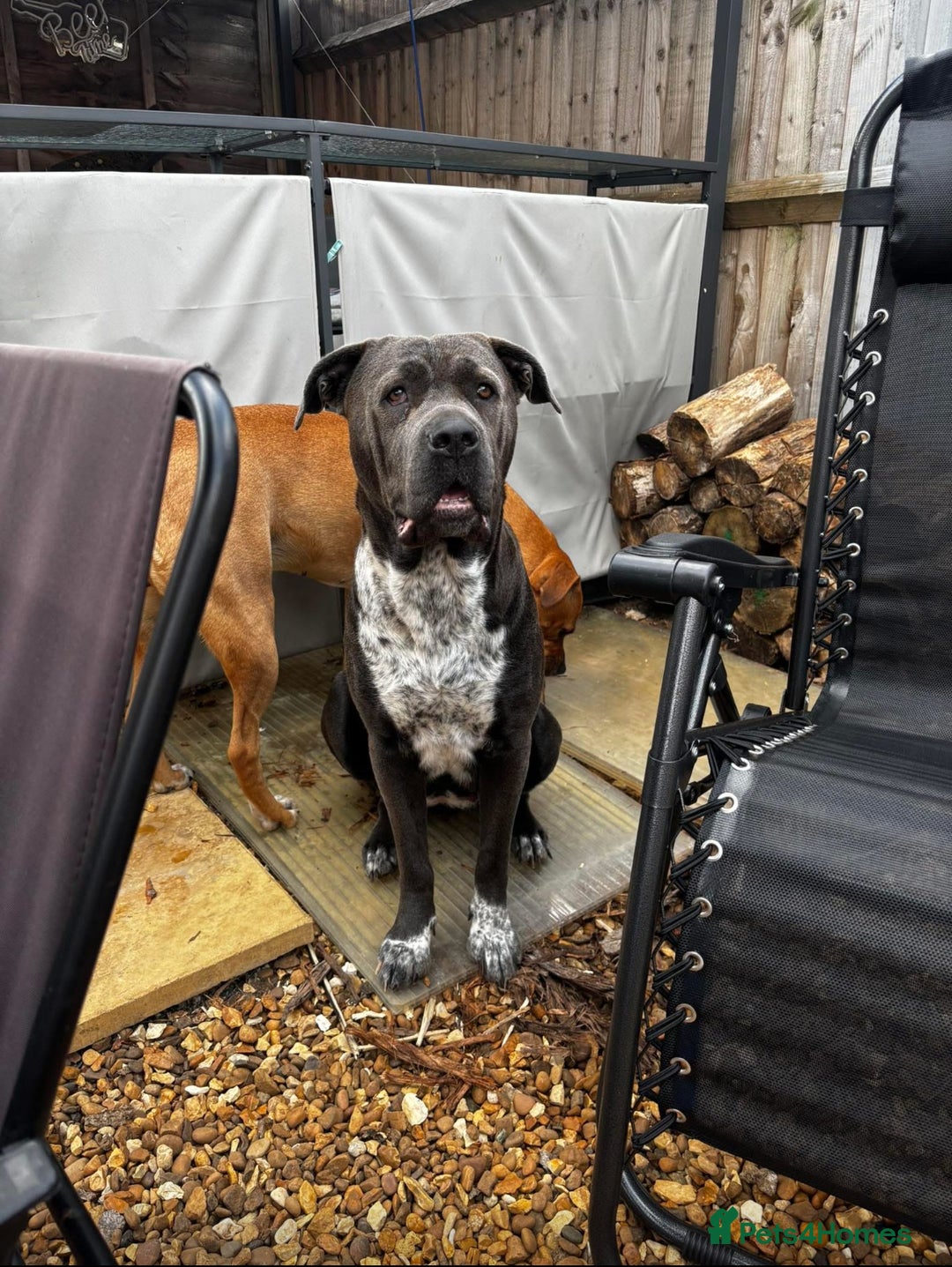 Mixed Breed dogs for sale: prince  - Image 5