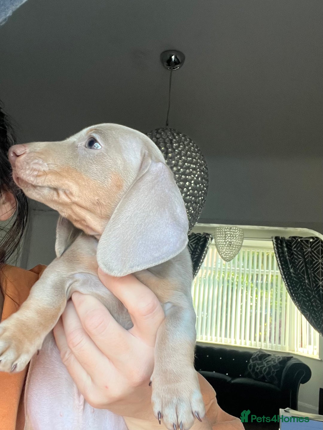 Miniature Dachshund dogs for sale: REDUCED KC miniature dachshunds READY TO LEAVE  - Image 7