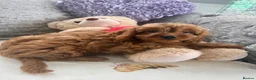 Cavapoo dogs for sale: Stunning cavapoo pups - Advert 4