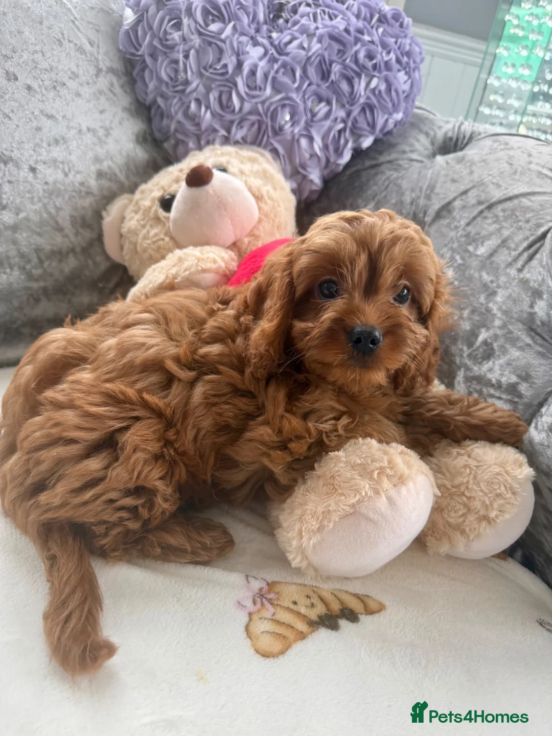 Cavapoo dogs for sale: Stunning cavapoo pups - Advert 4