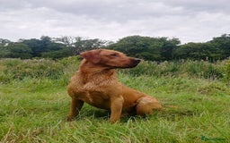 Labrador Retriever dogs for sale: Last boy working labrador - Advert 3