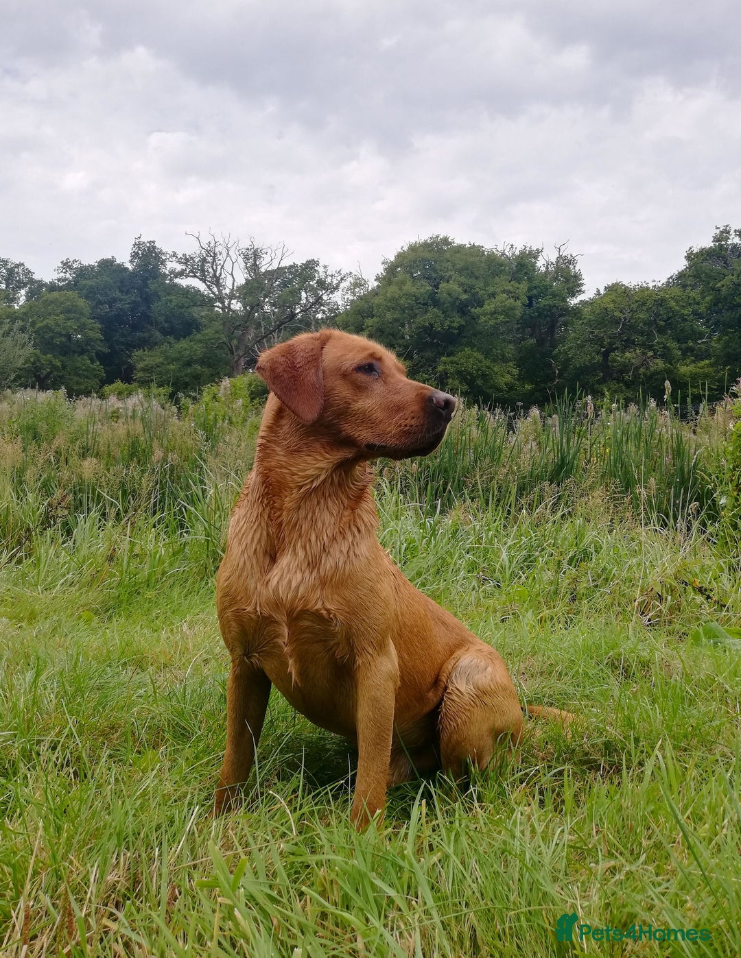 Labrador Retriever dogs for sale: Last boy working labrador - Advert 3