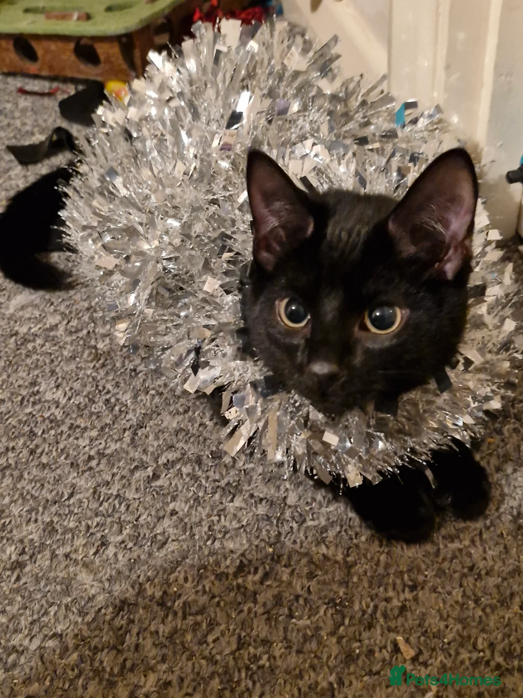 Mixed Breed cats for sale: Whiskey - Advert 2