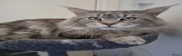 Maine Coon cats for stud: PROVEN MAINECOON STUD 15.3KG  - Advert 2
