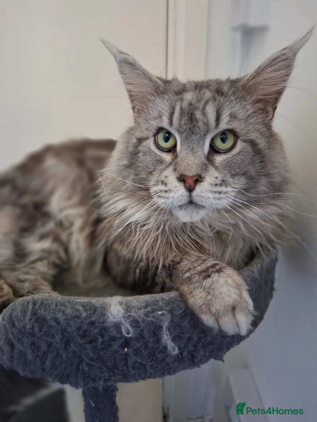 Maine Coon cats for stud: PROVEN MAINECOON STUD 15.3KG  - Advert 2