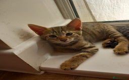 Mixed Breed cats for sale: Kittens F5 savannah - Image 3