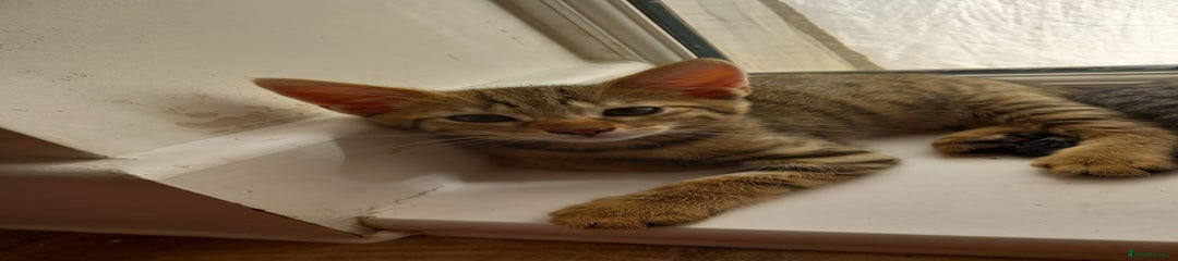 Savannah Kitten 2