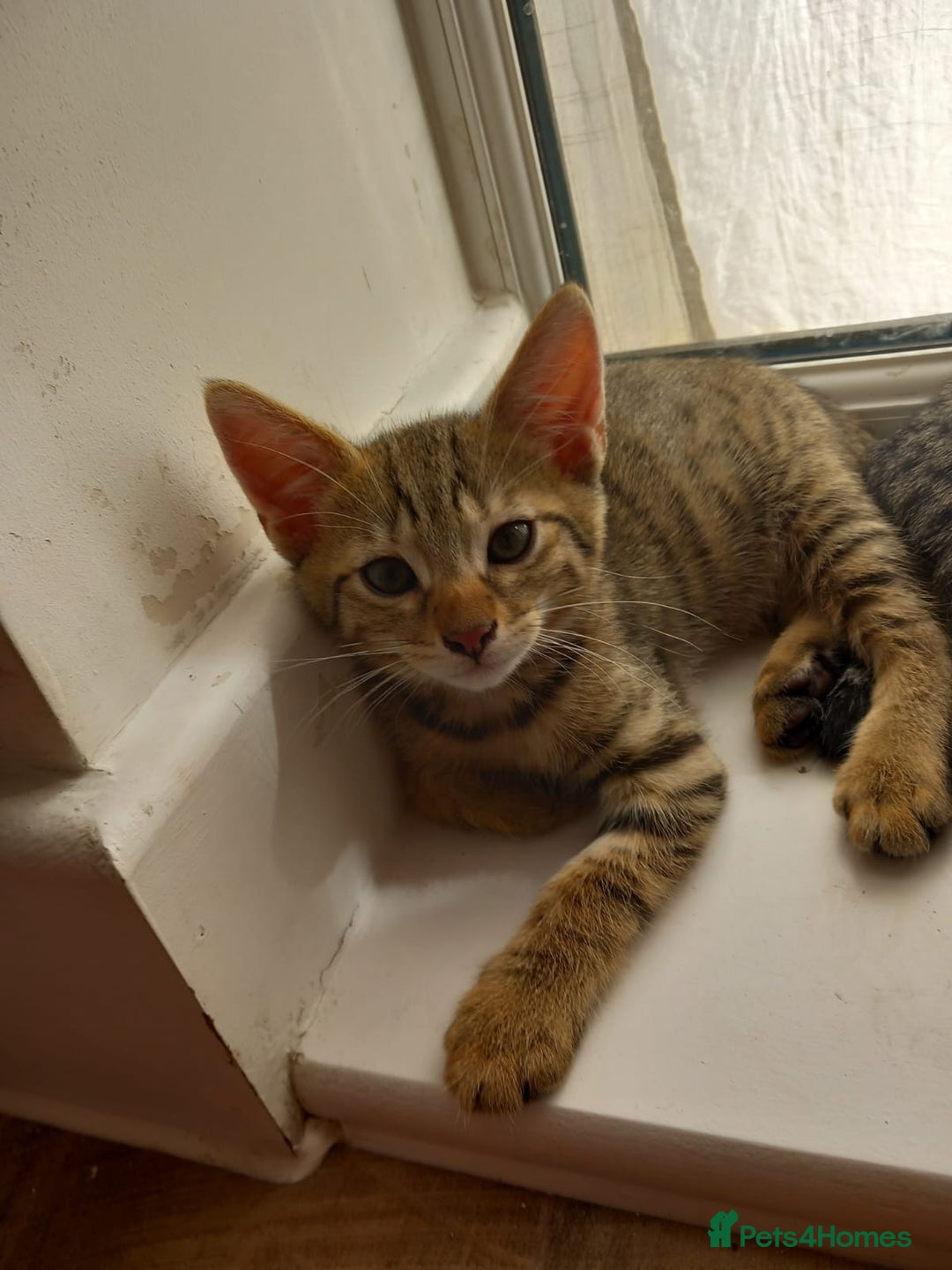 Mixed Breed cats for sale: Kittens F5 savannah - Image 3