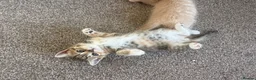 Mixed Breed cats for sale: Exotic Persian cross kittens - ready for new homes - Advert 8