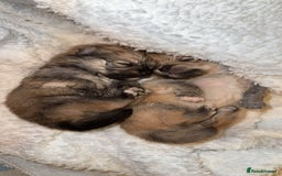 Pomeranian dogs for sale: Pomeranian pups🩵🩷 - Image 4