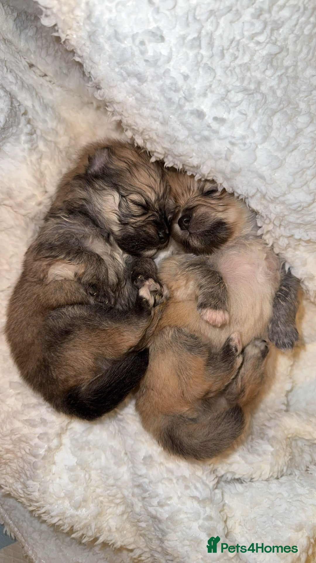 Pomeranian dogs for sale: Pomeranian pups🩵🩷 - Image 4